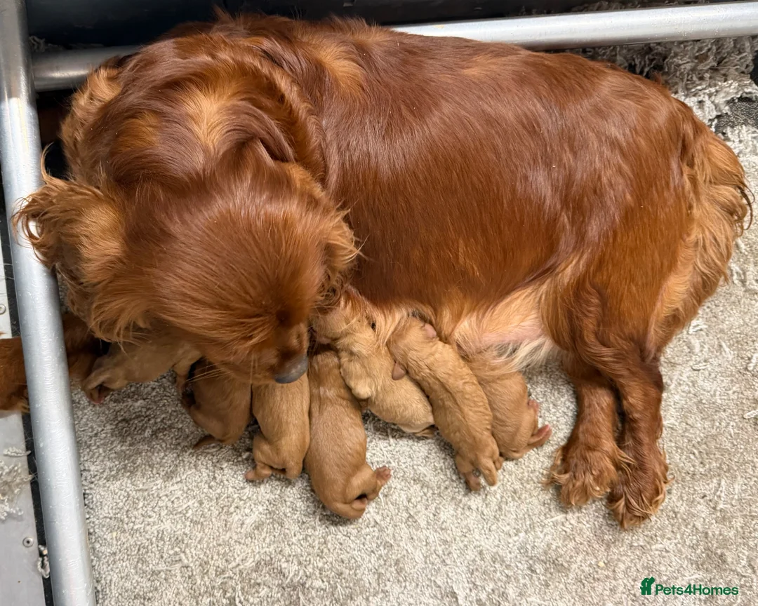 Cavapoo dogs for sale: Easter Cavapoos 🐶🐣 - Advert 2