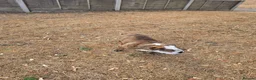 English Bulldog dogs for sale: Dennis - Advert 4