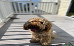 Cockapoo dogs for sale: 1 year old Cockerpoo - Image 2