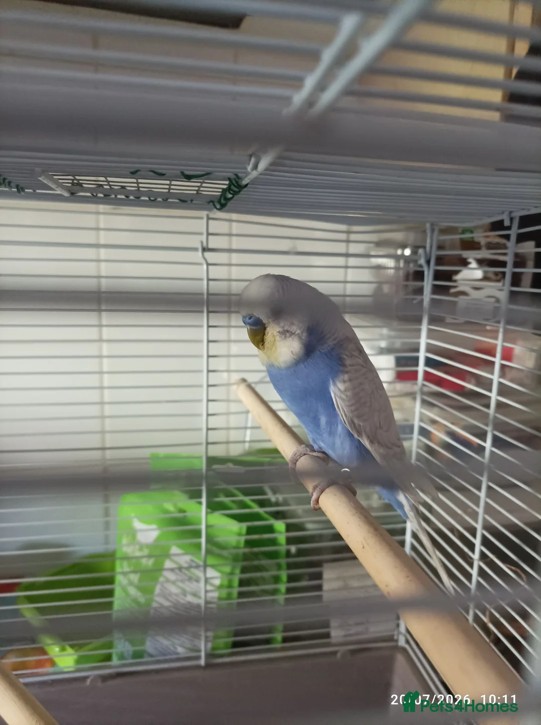 Budgerigars birds for sale: Budgie Birds pairs available still 28/8/26 - Advert 2