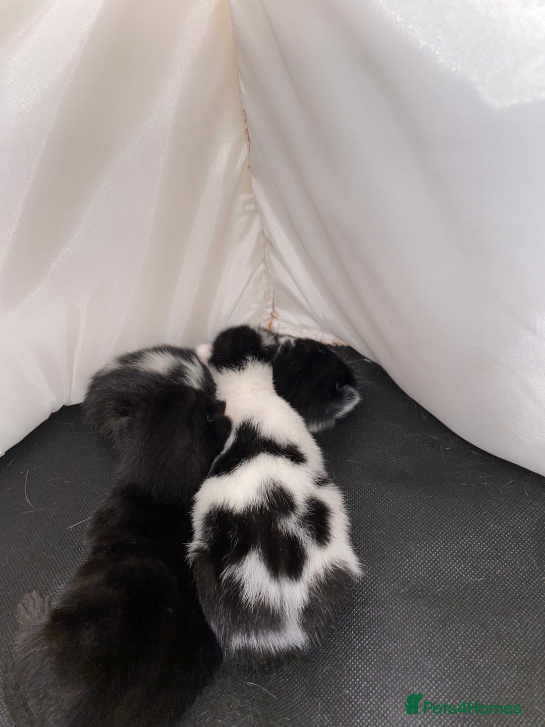 Mixed Breed cats for sale: Beautiful kittens  - Advert 19