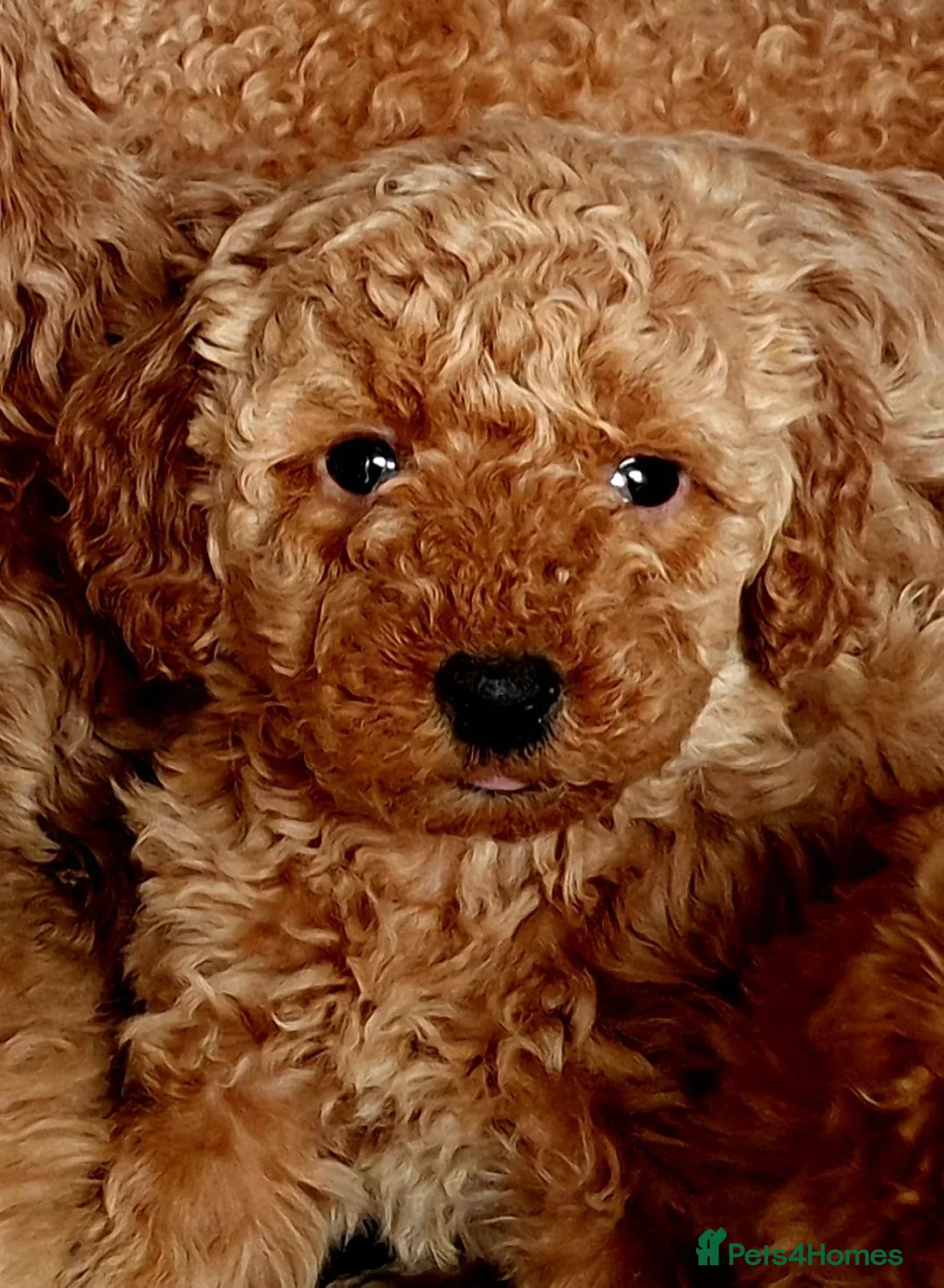 Miniature Poodle dogs for sale: Miniature poodle  - Advert 2