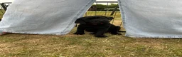 Labrador Retriever dogs for sale: Working pedigree Labrador retriever dog puppy in York - Advert 1