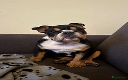 English Bulldog dogs for stud: Stud English Bulldog - Image 15