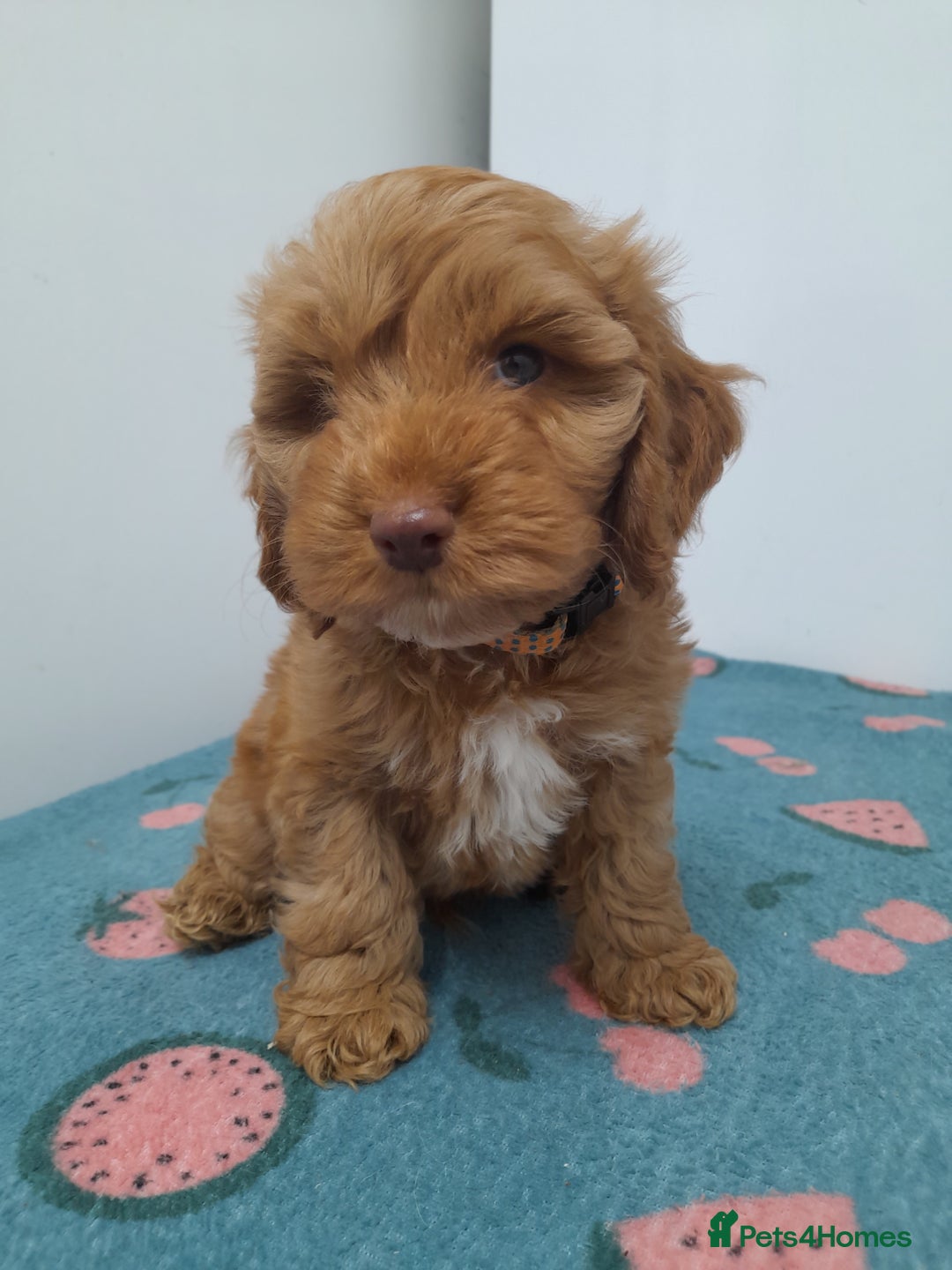 Cockapoo dogs for sale: Beautiful cockapoo puppies ready now - Advert 38