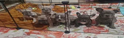 French Bulldog dogs for sale: 🐾 FRENCH BULLDOG PUPPY –LOOKING FOR A LOV HOME 🐾 in Luton - Advert 5