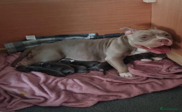 American Bully dogs for sale - Advert 1
