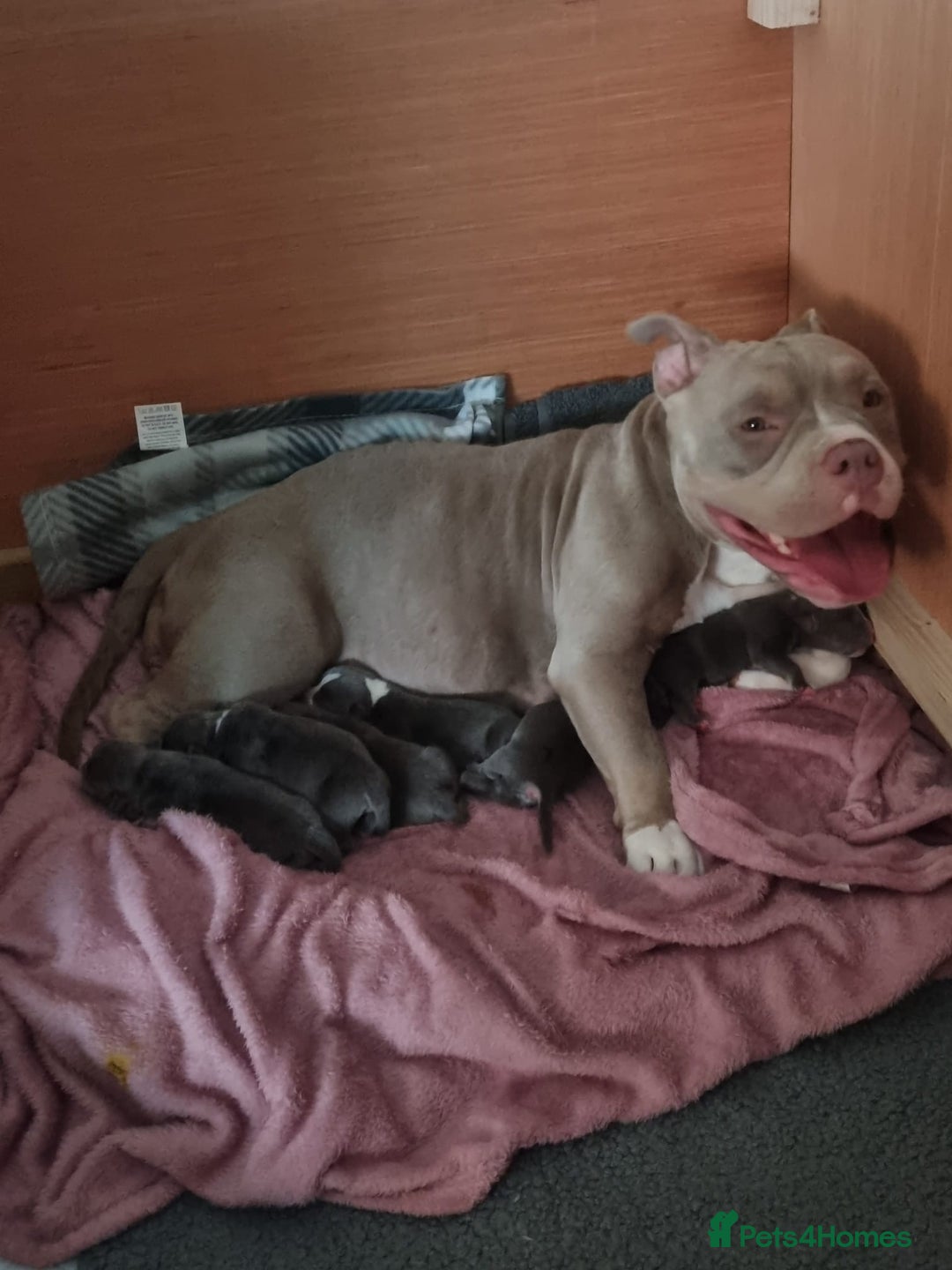 American Bully dogs for sale: American pocket bully’s  - Image 1