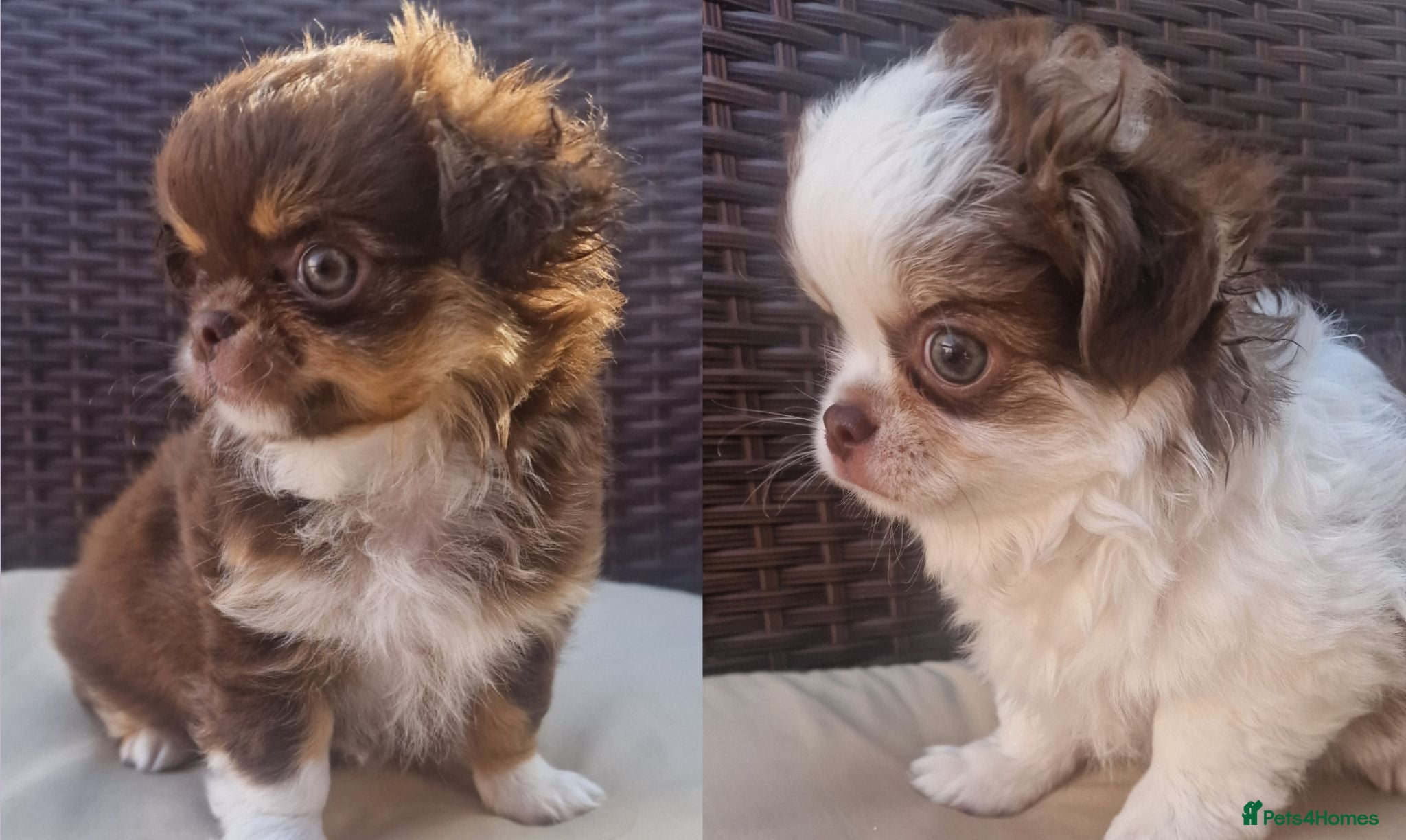 Chihuahua dogs  Long Coat KC CHI pups 1 BOY & 1 GIRL - Advert 14