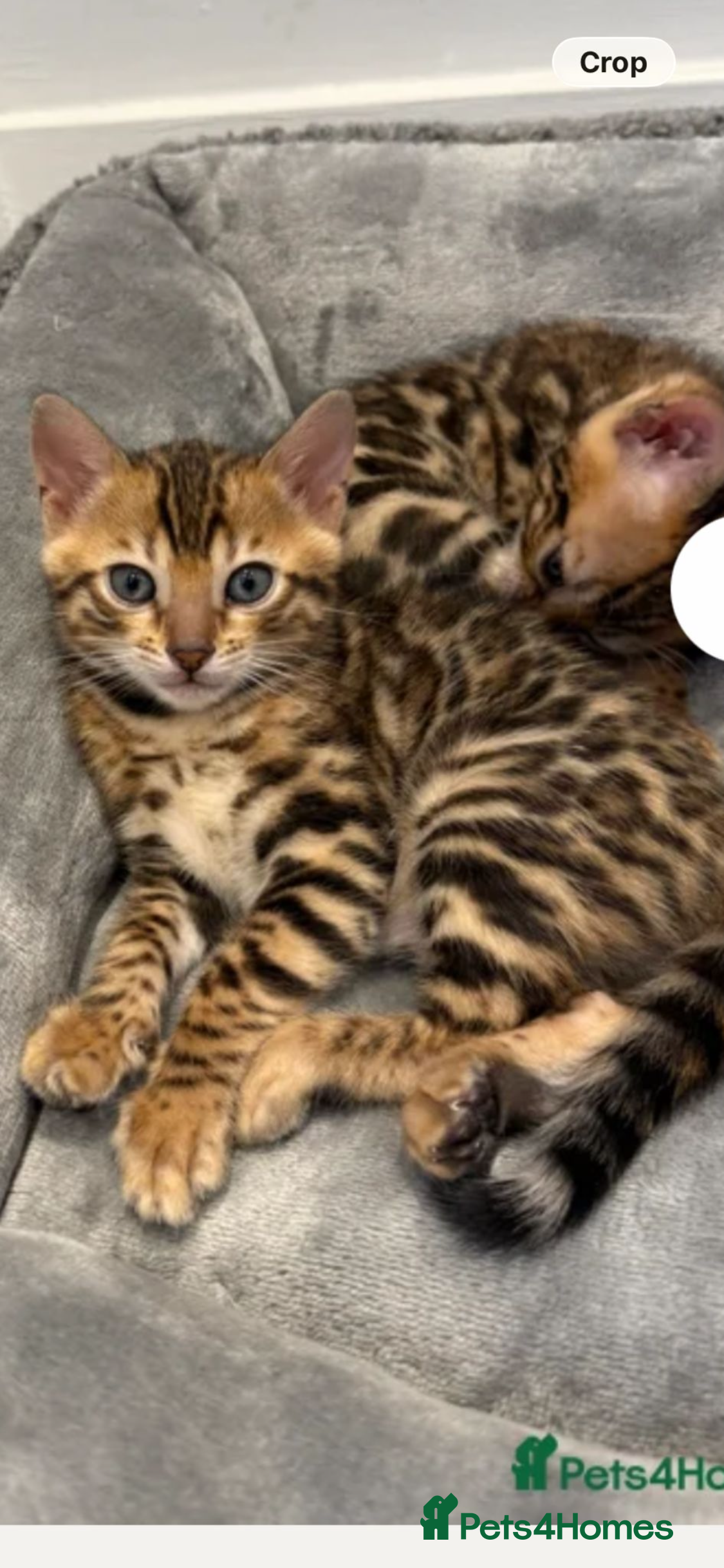 Bengal cats Female in London - Advert 1