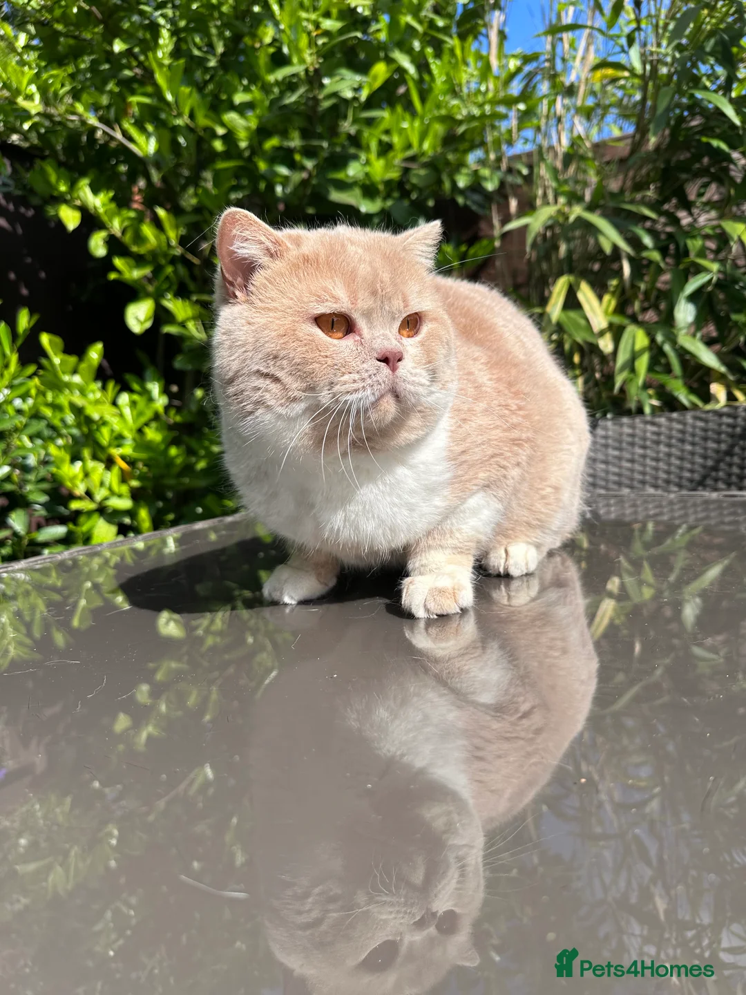 British Shorthair cats for stud: Championline Bi-Cream Boy in Northolt - Advert 7