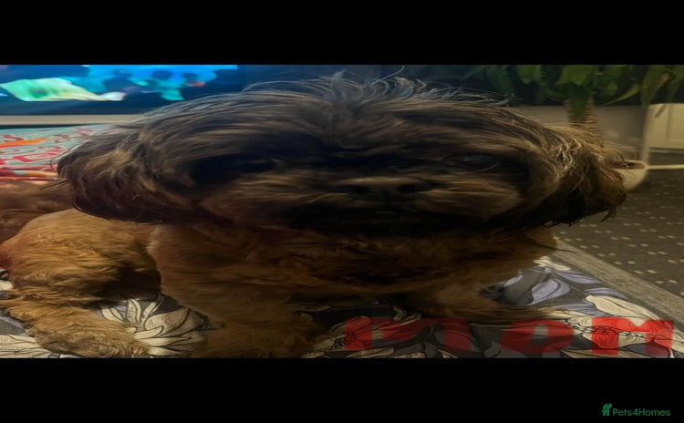 Shih Tzu dogs Shih tzu puppy  - Advert 1