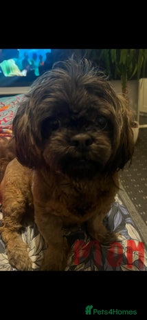 Shih Tzu dogs Shih tzu puppy - Advert 1