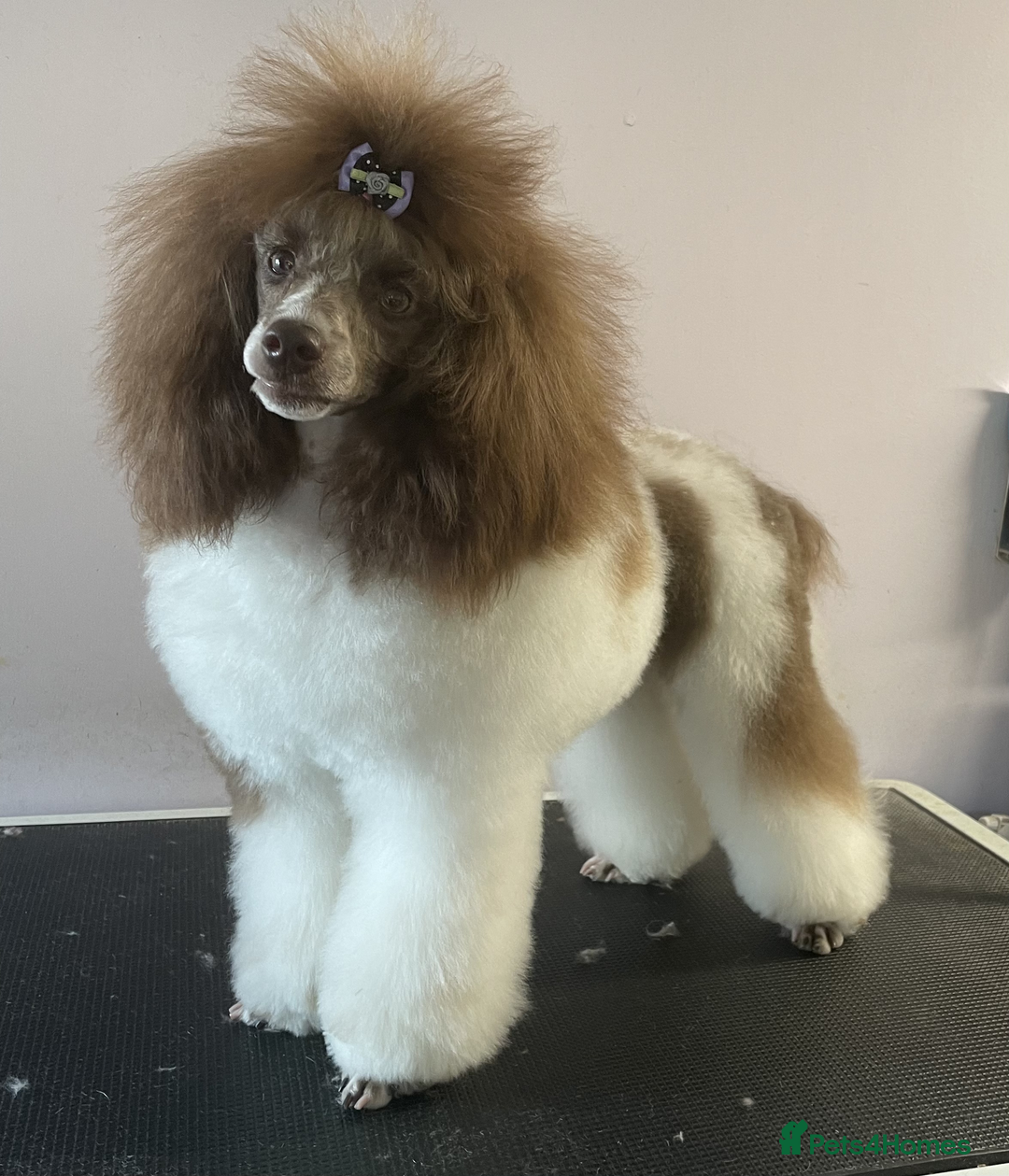 Miniature Poodle dogs for sale: Gorgeous Miniature Poodle puppies - Advert 3