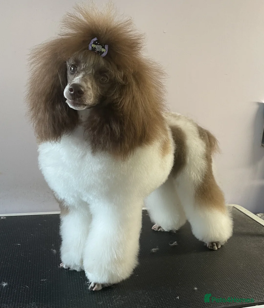 Miniature Poodle dogs for sale: Gorgeous Miniature Poodle puppies - Advert 3