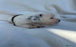 Cocker Spaniel dogs for sale: Beautiful kc registered cockerspaniel puppies  - Image 15