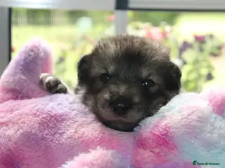 Northern Inuit dogs Beautiful Timber Dog Puppies - Advert 13