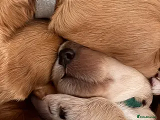 Mixed Breed dogs Australian Labradoodle puppies born 27th March - Advert 4