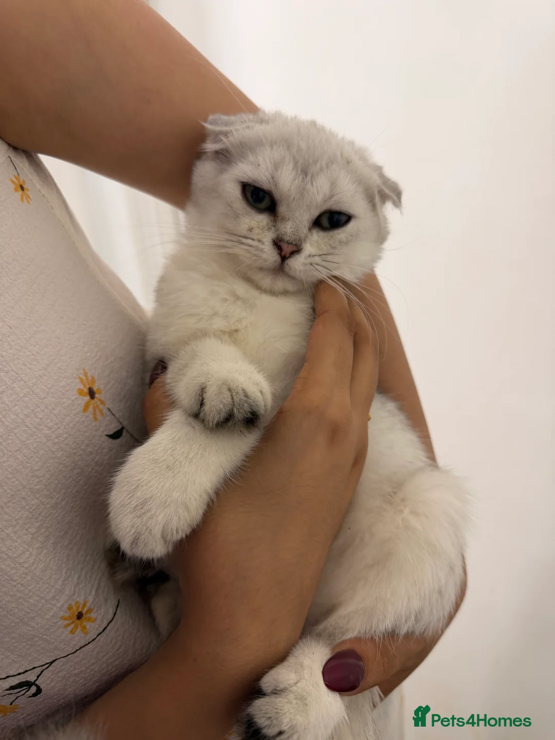 Scottish Fold cats for sale: Adorable Scottish fold/ Scottish straight Pure  - Advert 2