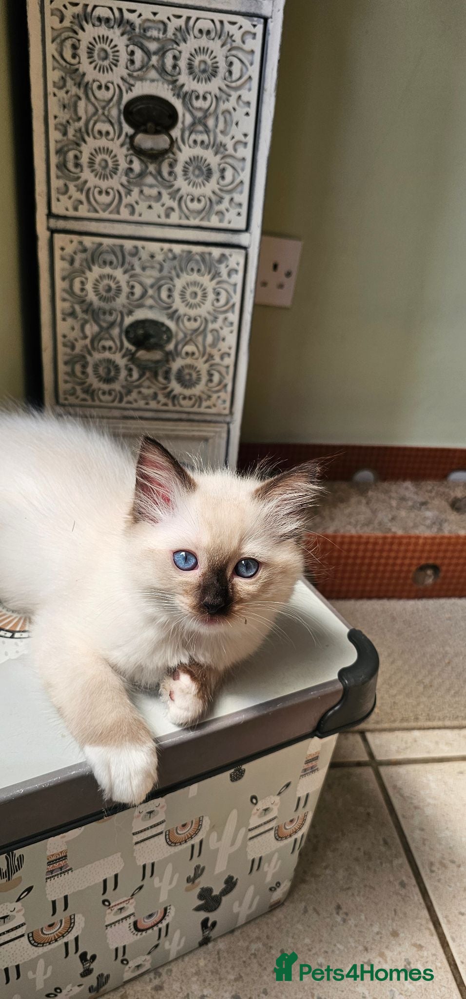 Ragdoll cats 2 beautiful Ragdoll girls 🩷🩷 - Advert 2