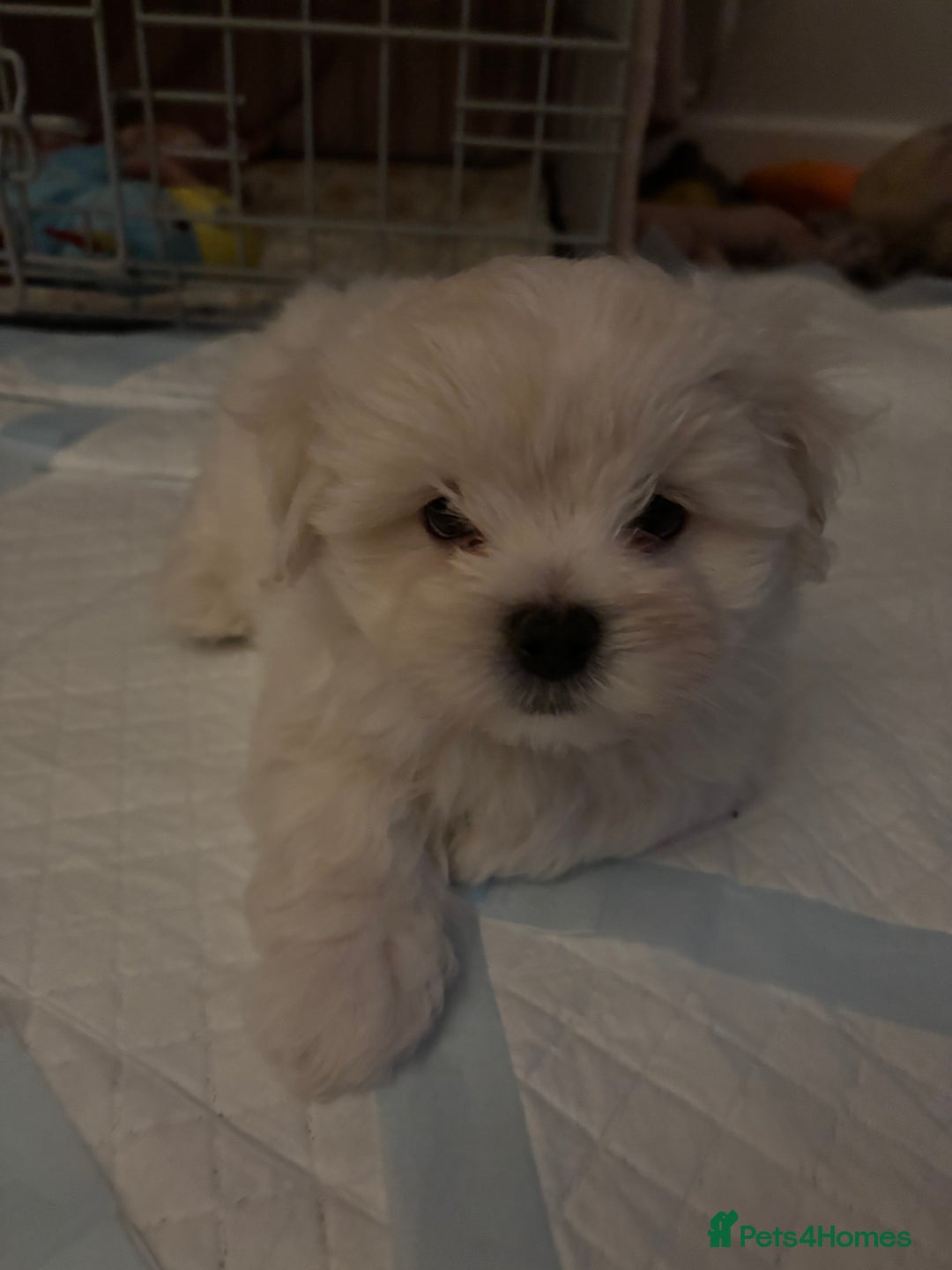 Maltipoo dogs for sale: Maltipoo - Advert 5