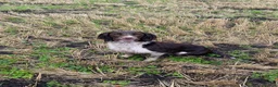 English Springer Spaniel dogs for stud: Stud dog - Advert 9