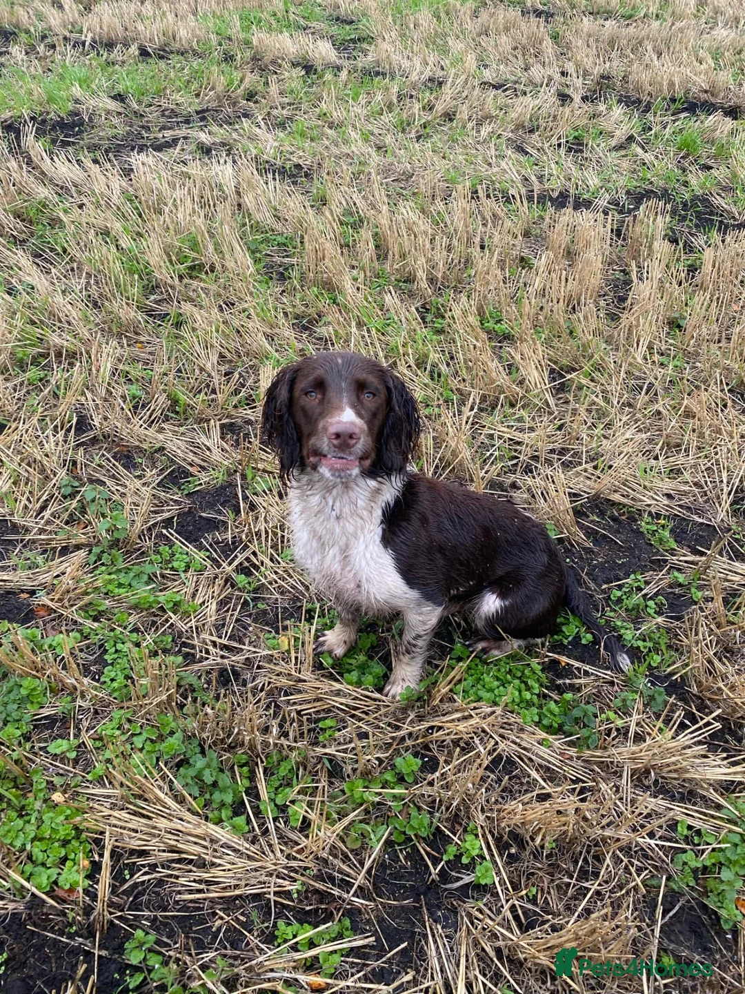 English Springer Spaniel dogs for stud: Stud dog - Advert 9