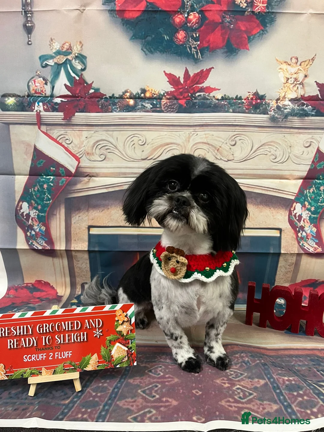 Shih Tzu dogs for sale: 3 stunning Shihtzu boys - Advert 1