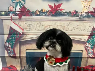 Shih Tzu dogs 3 stunning Shihtzu boys - Advert 6