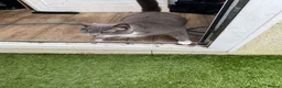 British Longhair cats for sale: Females - Advert 4