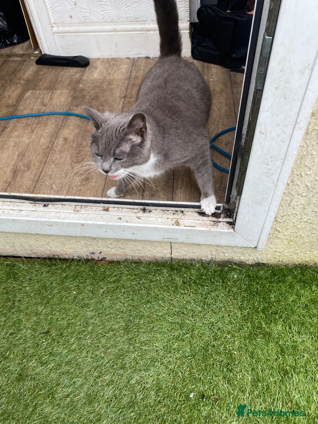 British Longhair cats for sale: Females - Advert 4