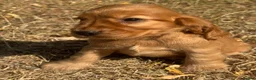 Cocker Spaniel dogs for sale: ❤️BEAUTIFUL GOLDEN COCKER SPANIEL 100% SHOWTYPE❤️ - Advert 14