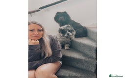 Chow Chow dogs for sale: Blue Merle Chow Chow Ready to Leave  - Image 2