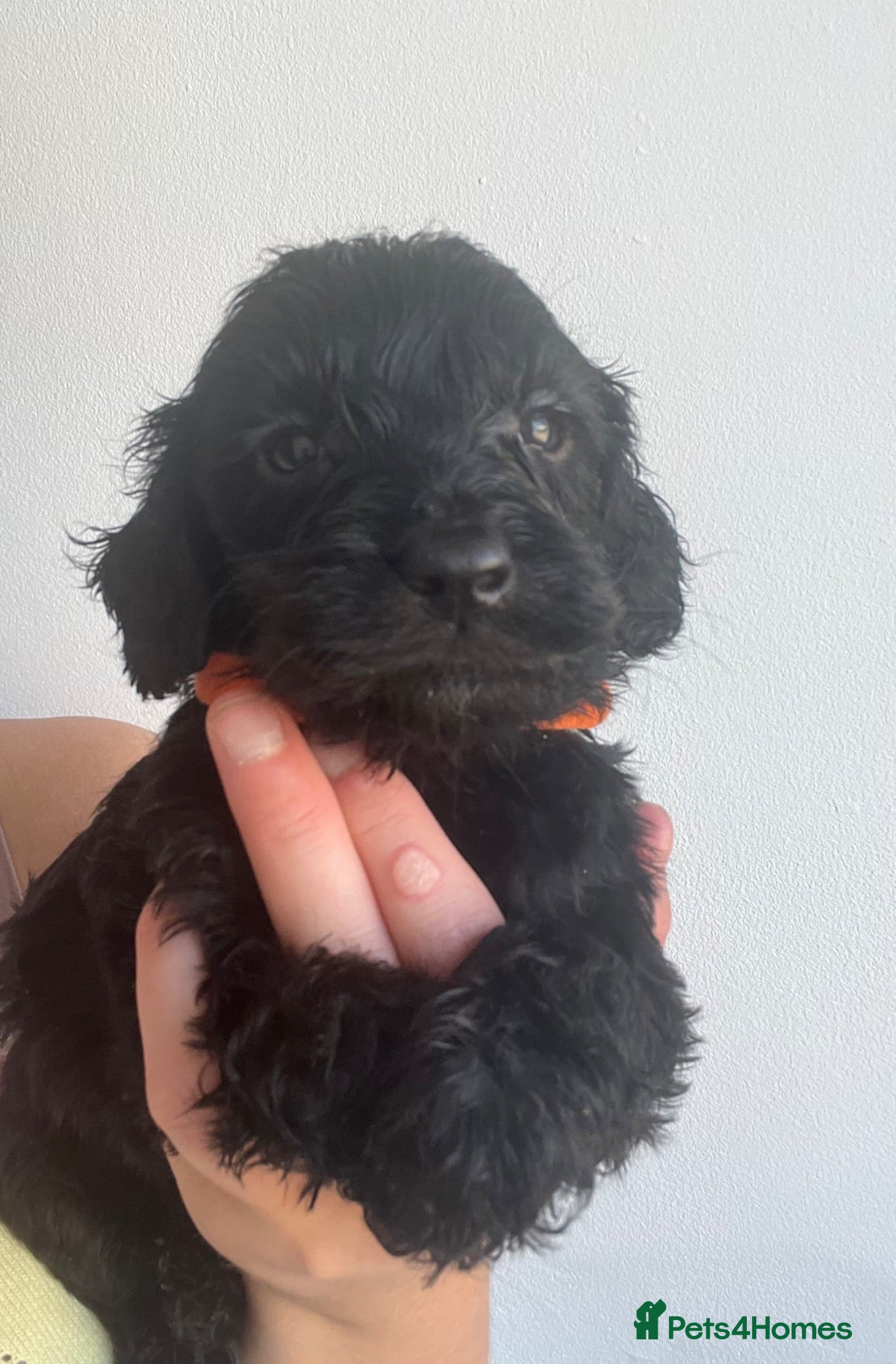 Cockapoo dogs STUNNING F1 miniature Cockapoo Puppies  - Advert 2