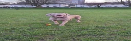 Weimaraner dogs for sale: New home for Skye - Advert 2
