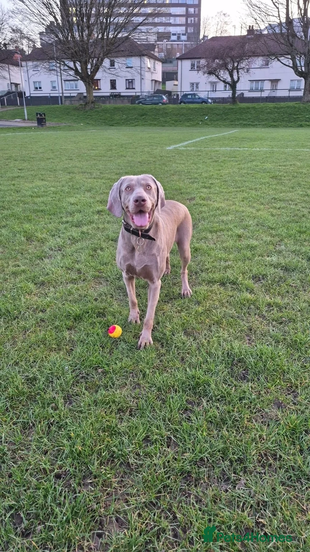 Weimaraner dogs for sale: New home for Skye - Advert 2