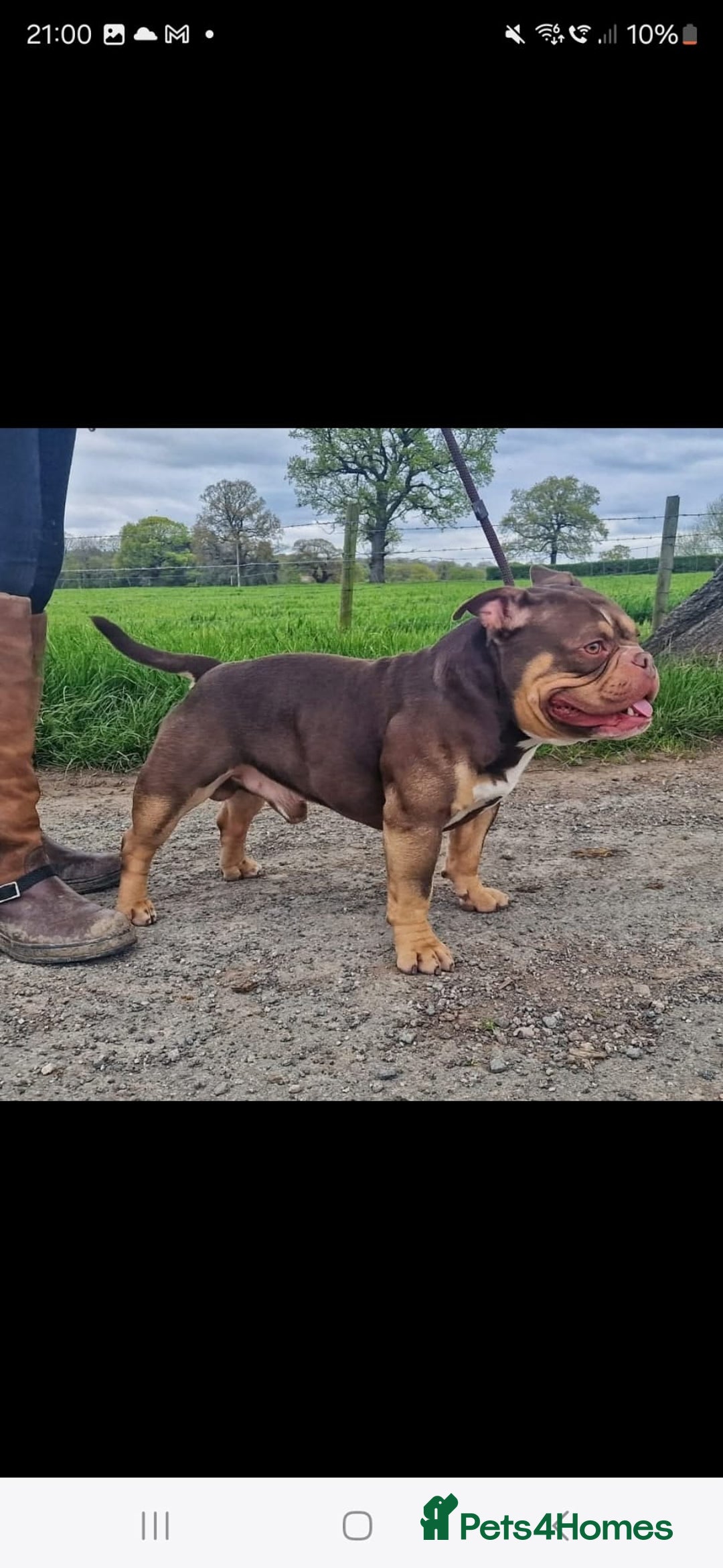 American Bully dogs for sale: REDUCED ABKC QUALITY MICROS - Image 6