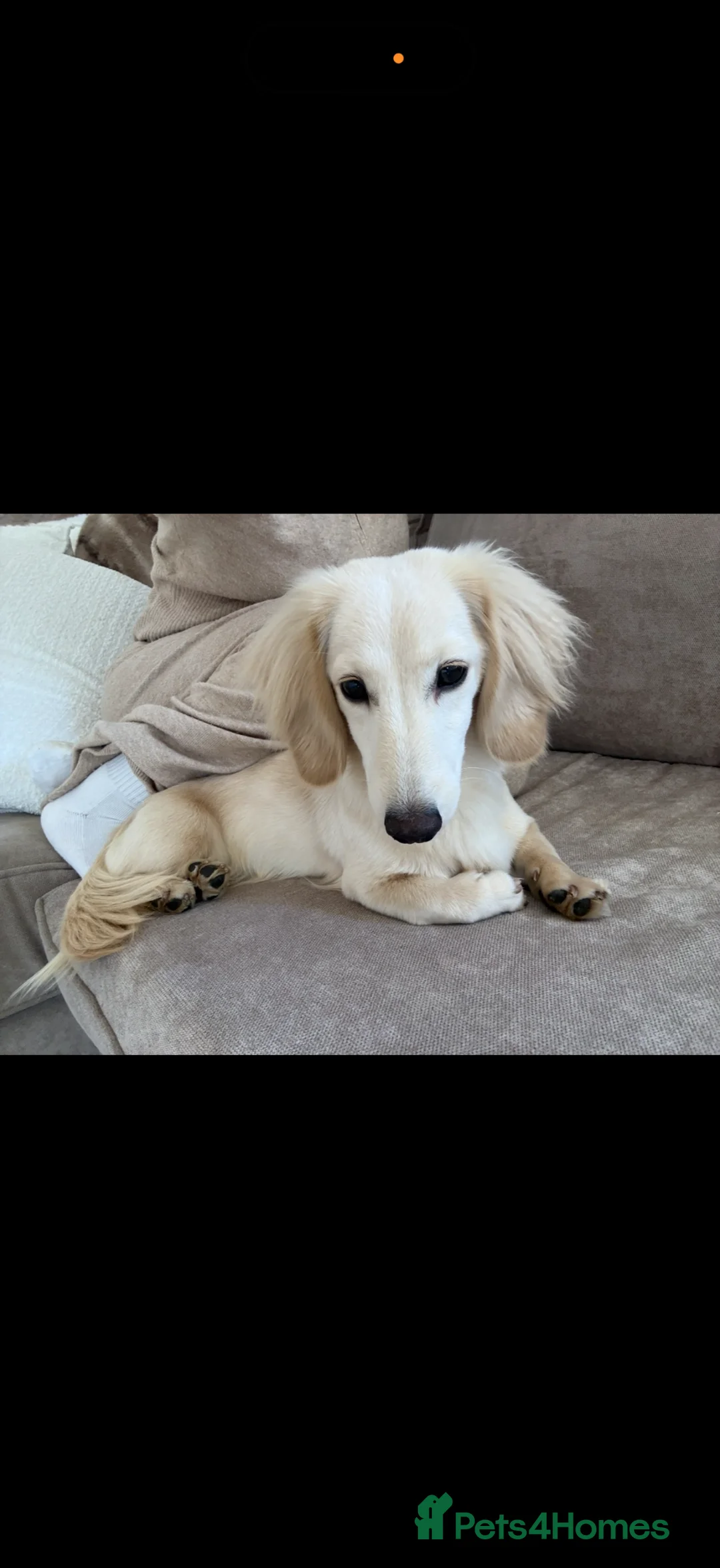Miniature Dachshund dogs for sale: Kc registered cream miniature dachshunds - Advert 7