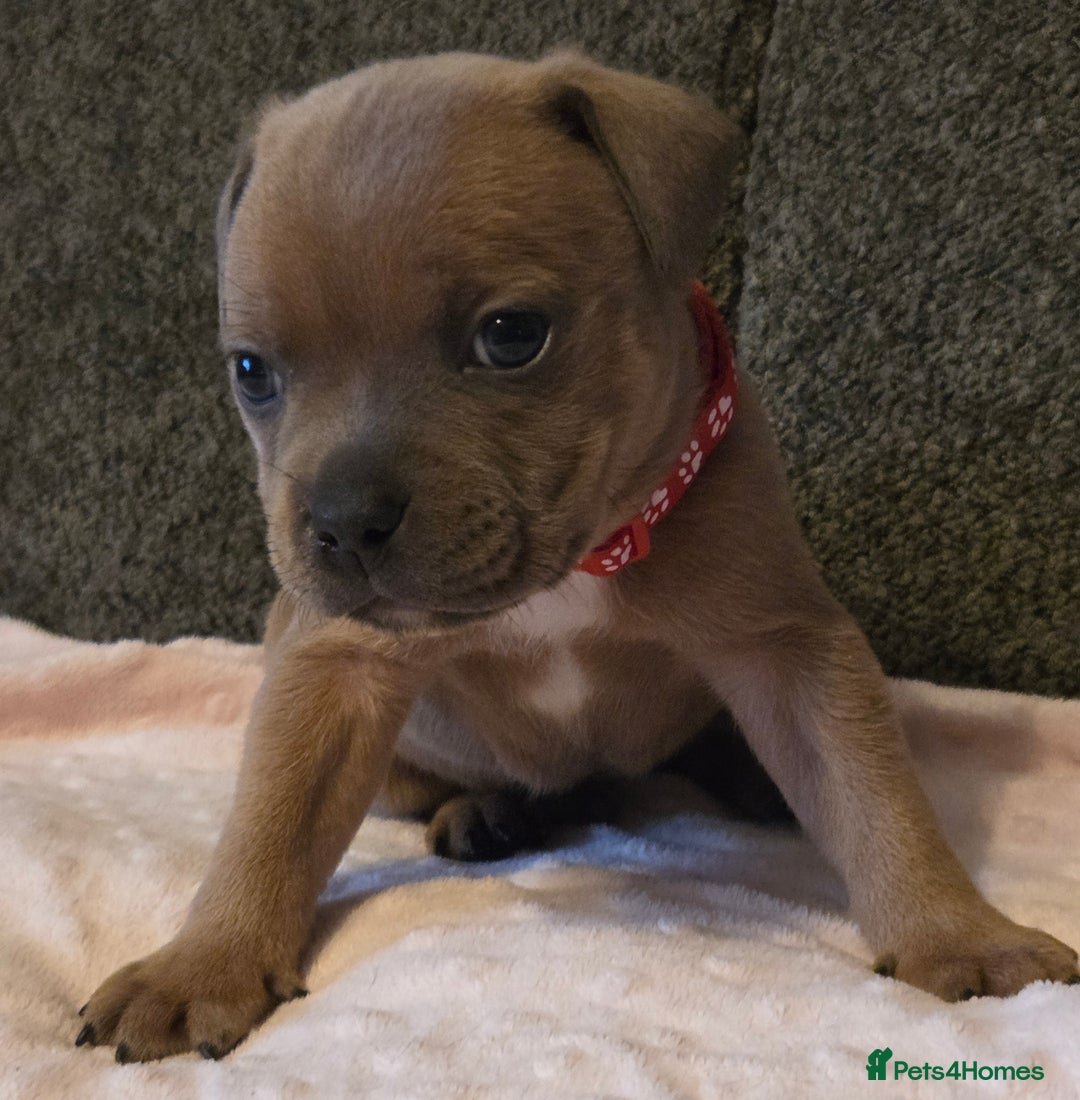 Staffordshire Bull Terrier dogs for sale: Red blue brindle Puppys Staffordshire bull terier  - Advert 10