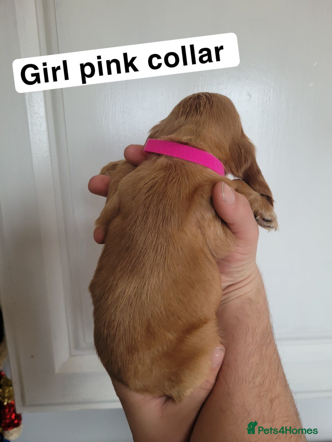 Cocker Spaniel dogs for sale: Showtype cocker spaniels  - Advert 4