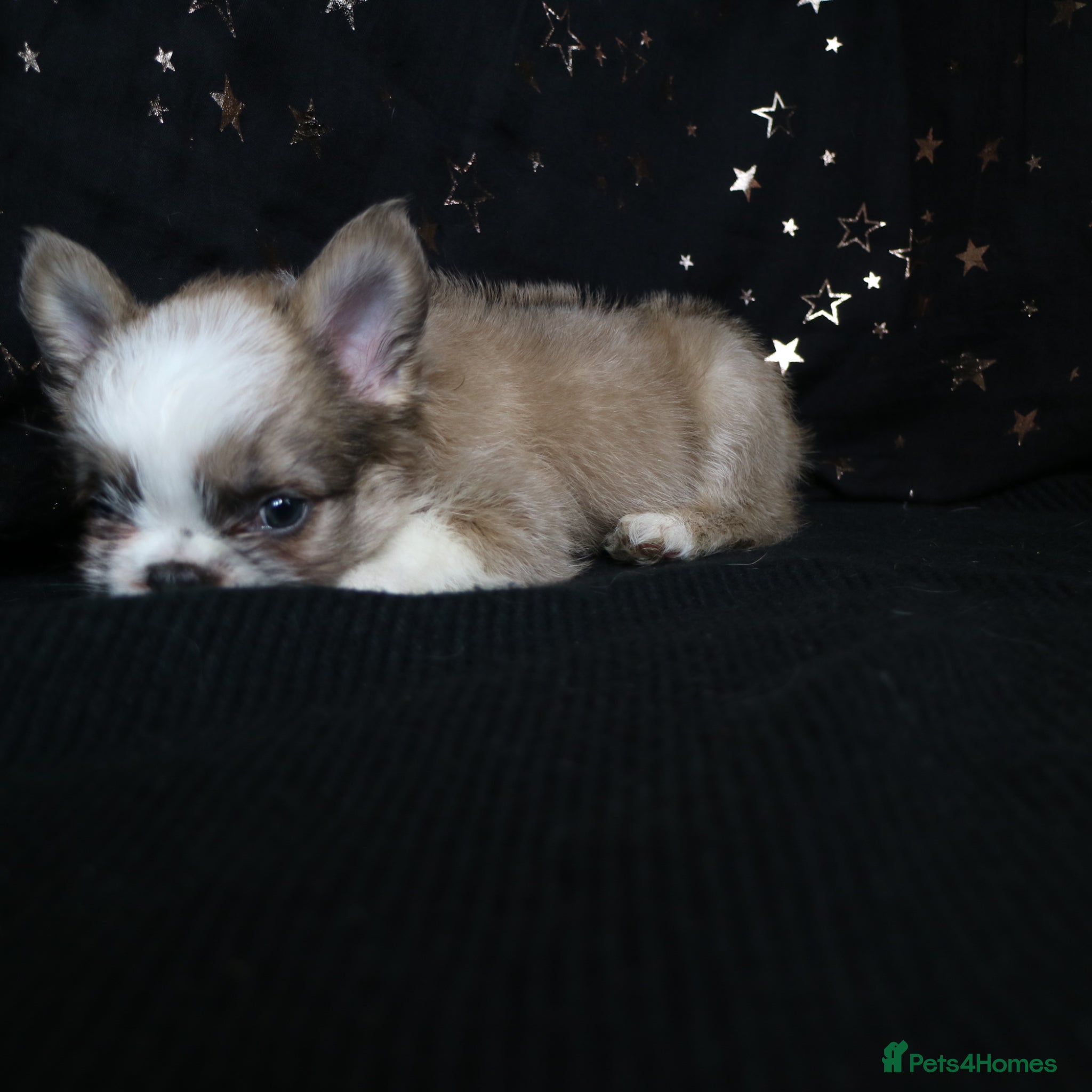 French Bulldog dogs for sale: Happy and health french bulldog puppies  in Braintree - Advert 5