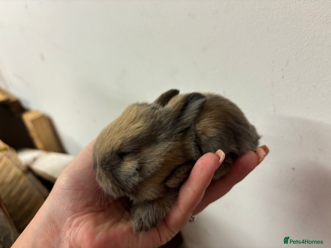 Mixed Breed rabbits for sale: Mini Lop Babies available now & 2 week old babies - Image 11