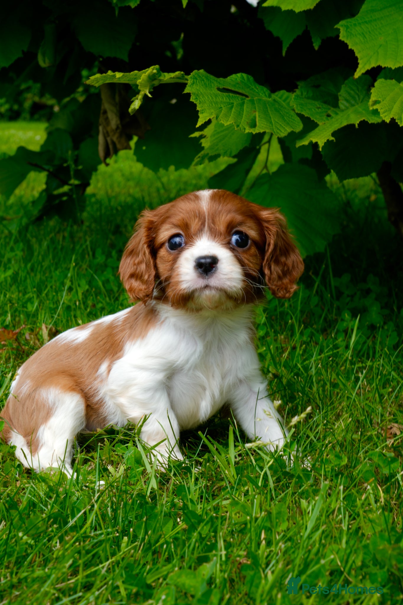 Cavalier King Charles Spaniel dogs for sale: Cavalier King Charles Puppies - Advert 16