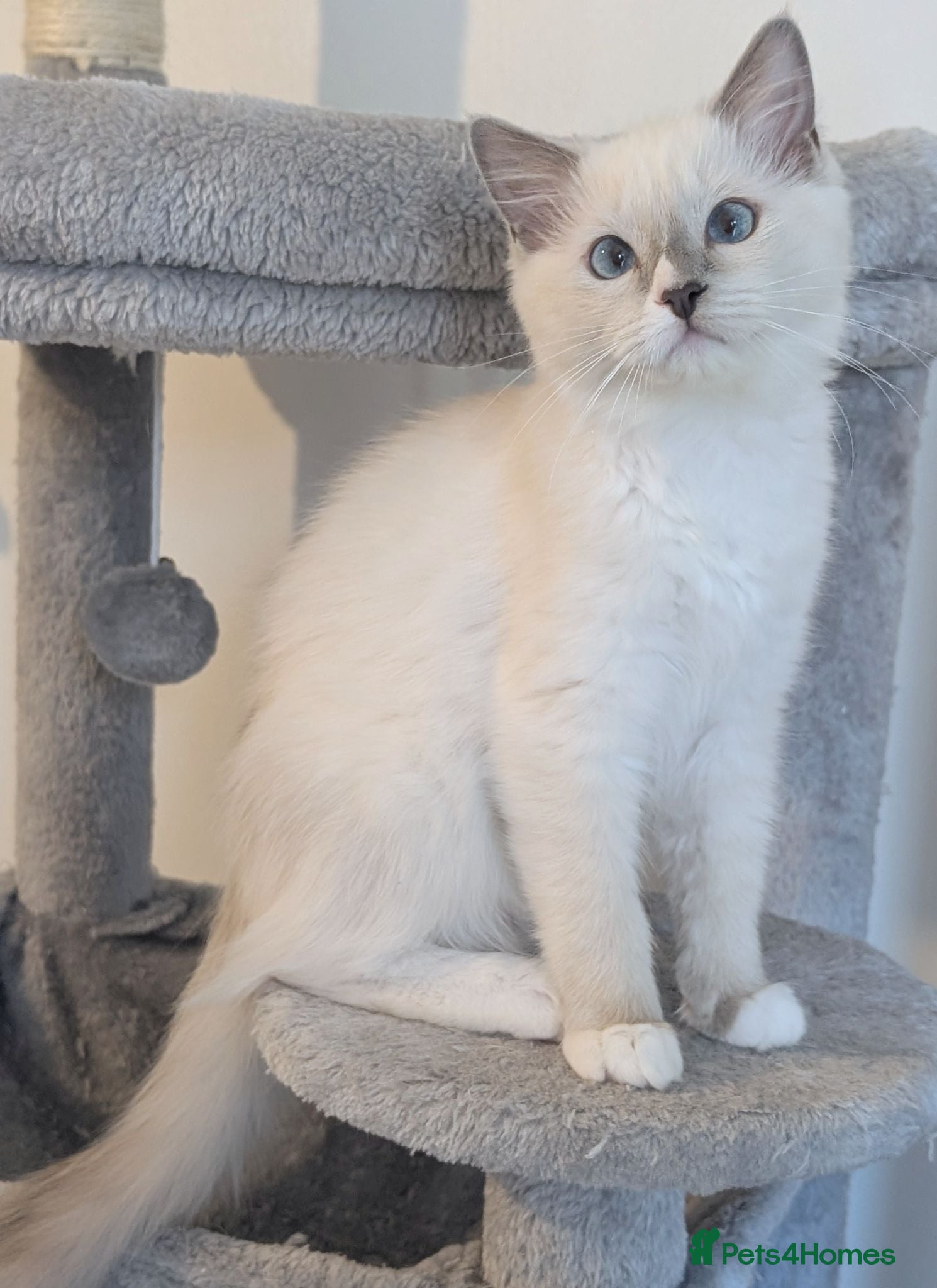 Ragdoll cats Stunning TICA Pedigree Female Ragdoll kitten  - Advert 12