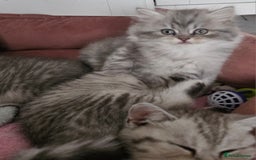 British Shorthair cats for sale: Beautiful British kittens - Image 9