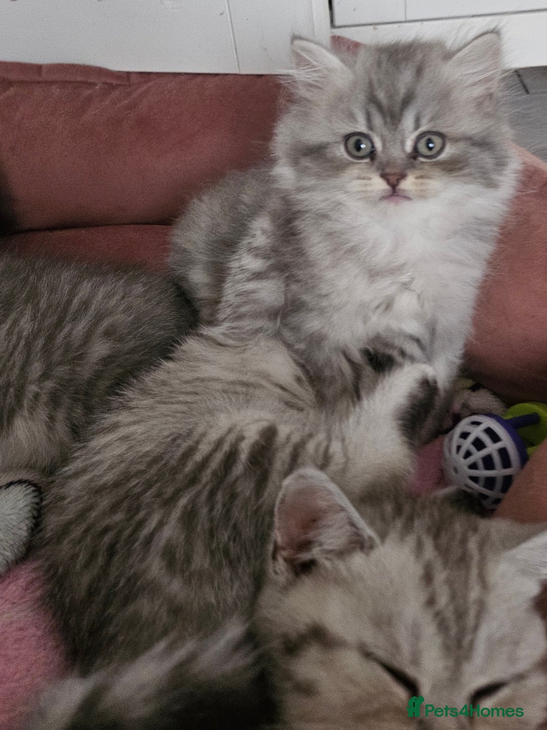 British Shorthair cats for sale: Beautiful British kittens - Image 9