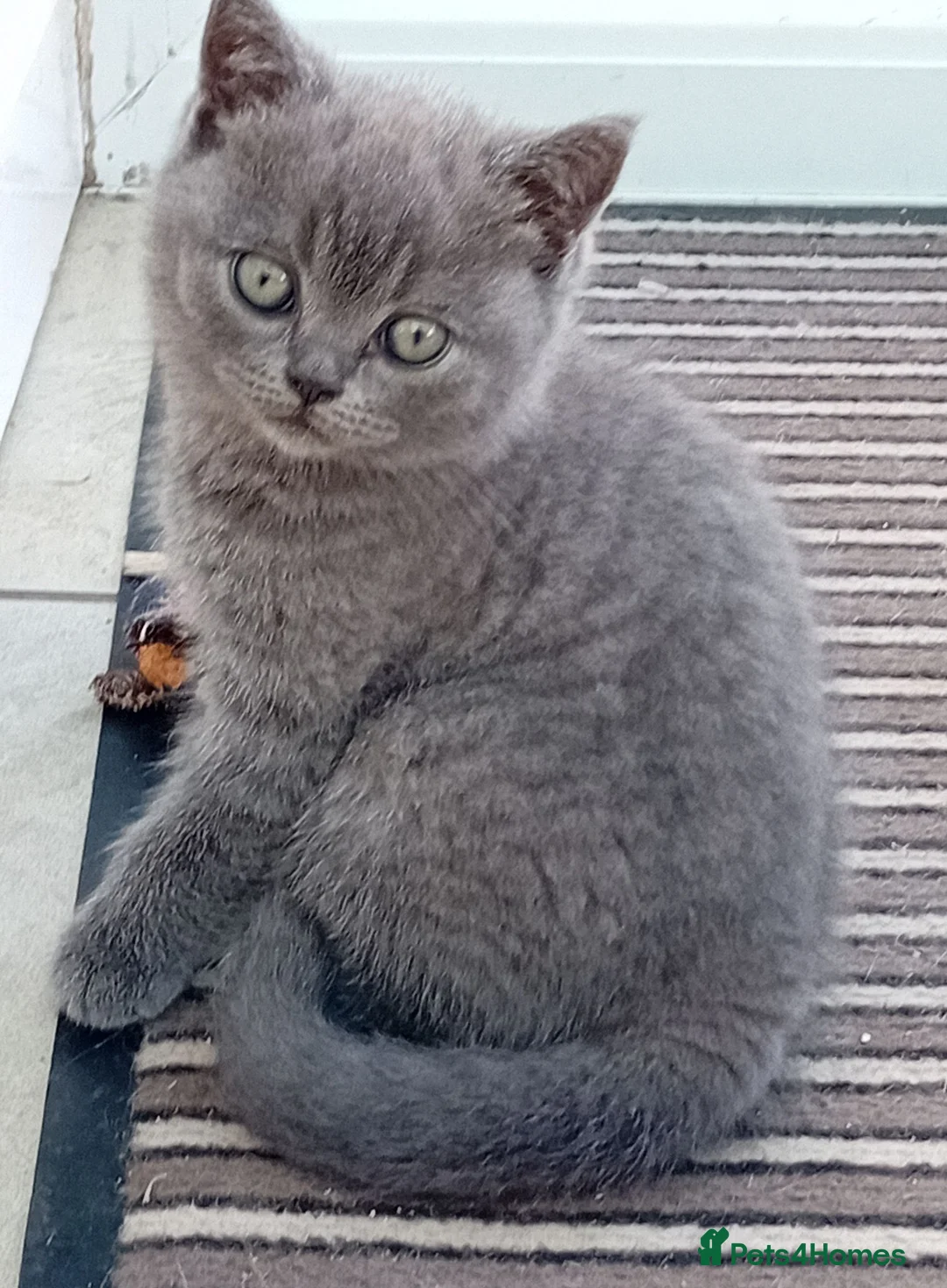 British Shorthair cats for sale: Gorgeous British short-hair kittens  - Advert 14