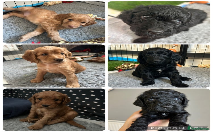 Cockapoo dogs - Advert 2