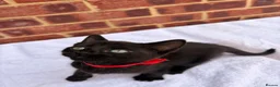 Ragdoll cats for sale: 3 beautiful male kittens in Ipswich - Advert 18