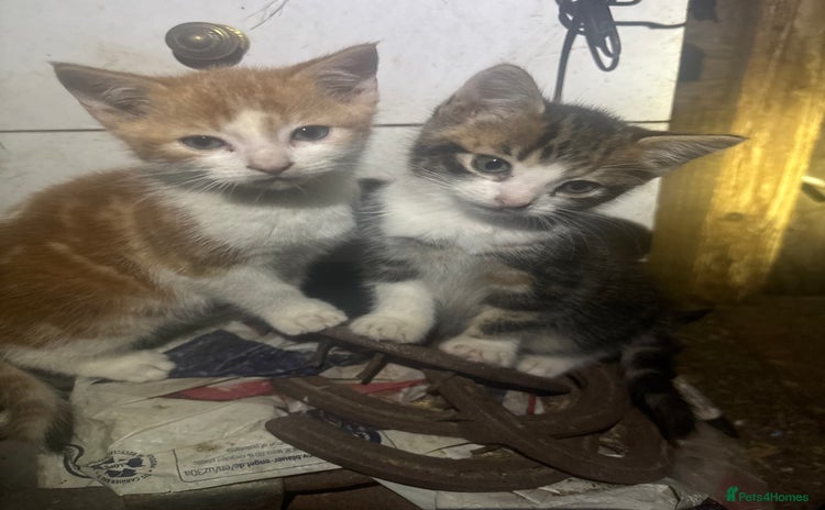 Mixed Breed cats - Advert 12